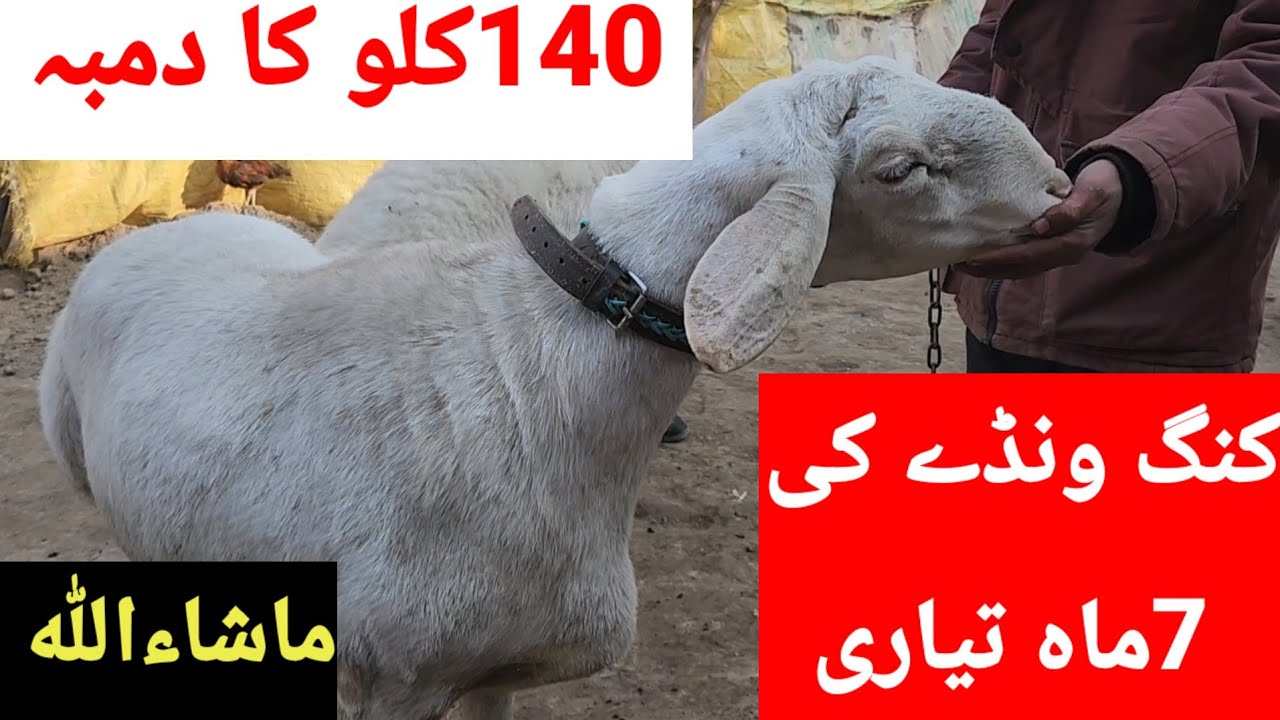 الحمدللہ کنگ ونڈے کی 7ماہ کی تیاری دیکھیں اور  دمبہ140 کلوگرام وذن کرگیا ماشاءاللہ 