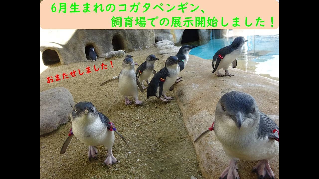 6月生まれのコガタペンギンたち、飼育場での展示を開始しました！