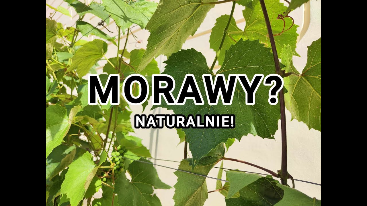 Czeskie Morawy? Naturalnie!!!