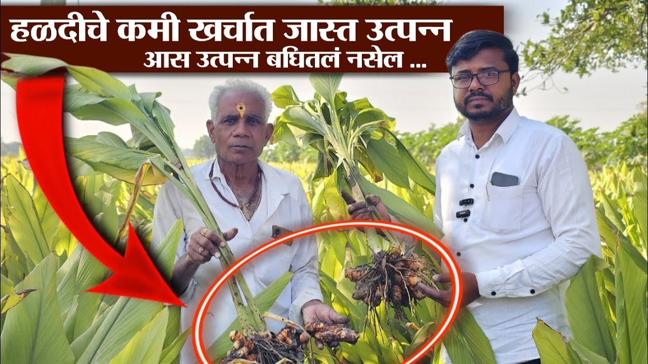 पळसगाव येथील हळद उत्पादक शेतकऱ्याची मुलाखत हळद पिकाची संपूर्ण व्यवस्थापन| #viralvideo #shorts 