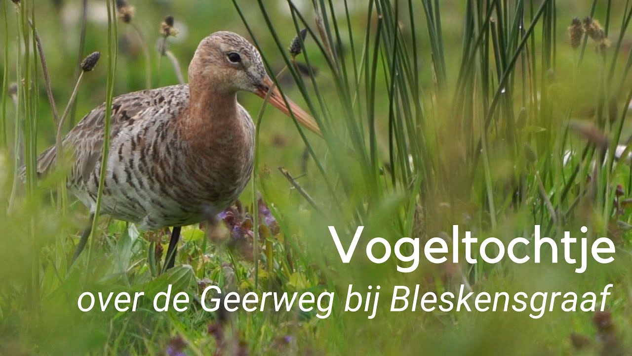 Vogeltochtje over de Geerweg bij Bleskensgraaf #1224