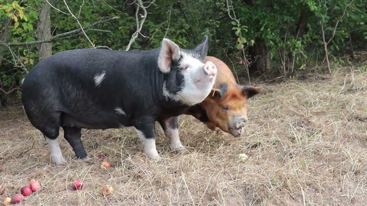 How much have the pigs cleared? | Idaho Pasture Pig and Miniature Jersey Updates