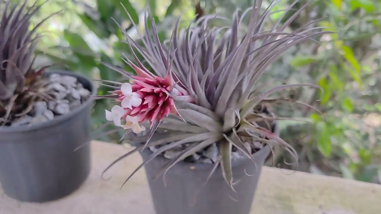 Tillandsia alcatrazensis. Uma bela espécie de Alcatrazes.