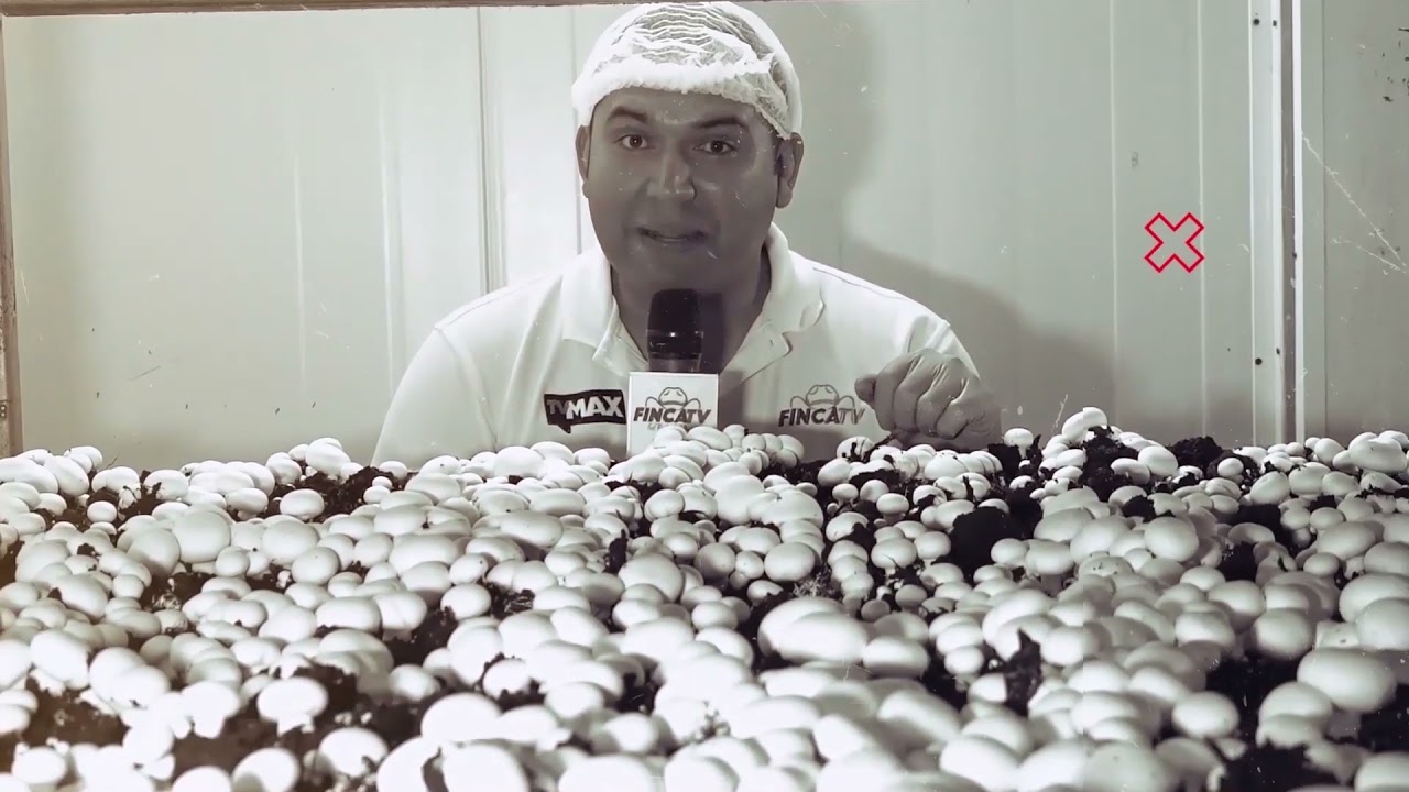 FINCA TV - Cap107/ Producci&oacute;n de  Fresas en Cultivos Selectos/Conociendo la Raza de Pollos Brahma