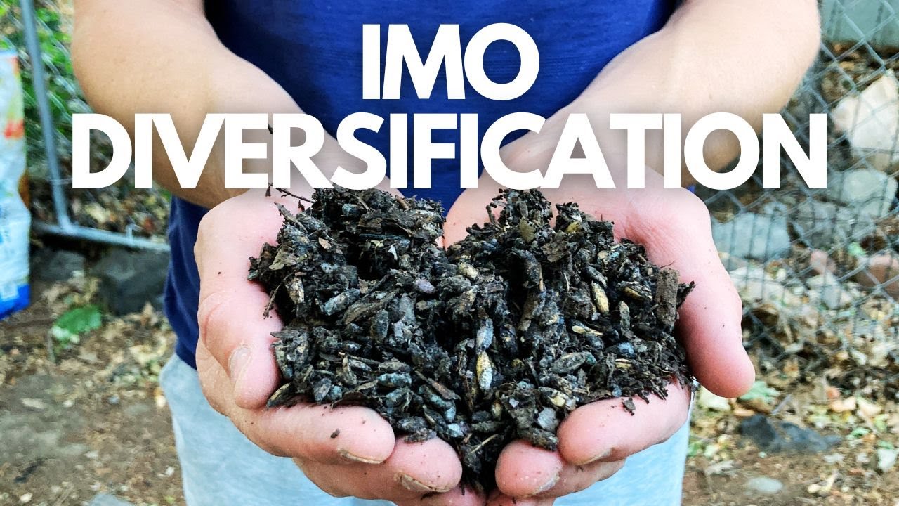 A Beginner's Guide to IMO3