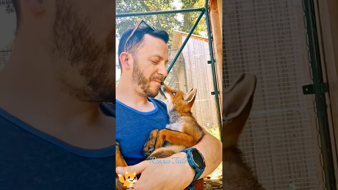 The fox cub suddenly appeared and run towards the man to ask for help with something🙏#rescue #shorts