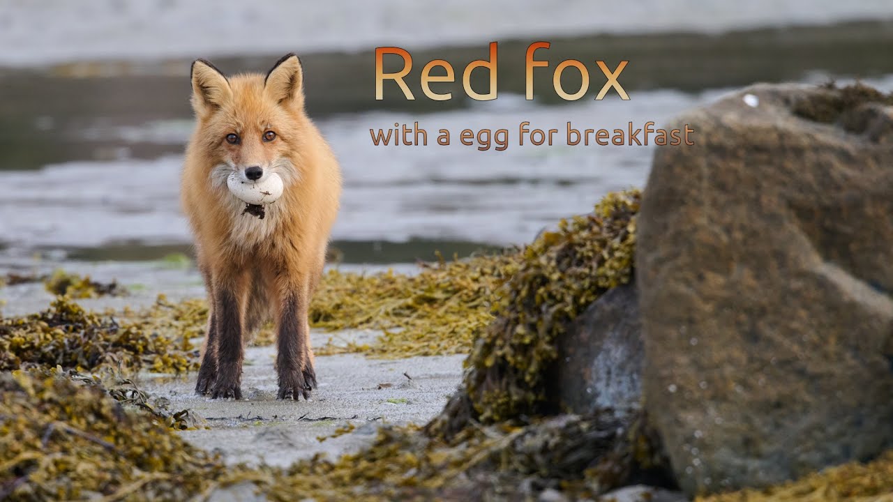 Rødrev, eggtjuven- Red fox, stealing a egg
