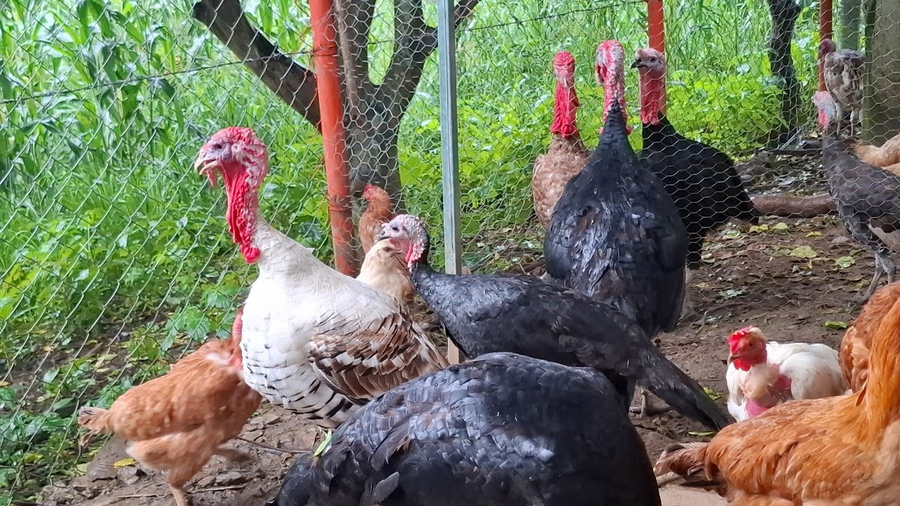 El SECRETO NATURAL para que tus GALLINAS o PAVAS vuelvan a poner huevos en temporada de lluvia.