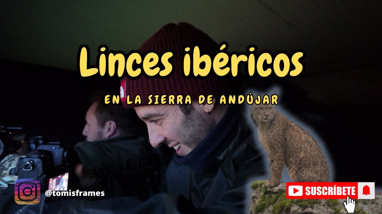 Fotografío a 3 linces ibéricos bajo la lluvia (Parte 2) || Fotografía de fauna salvaje Ep. 15