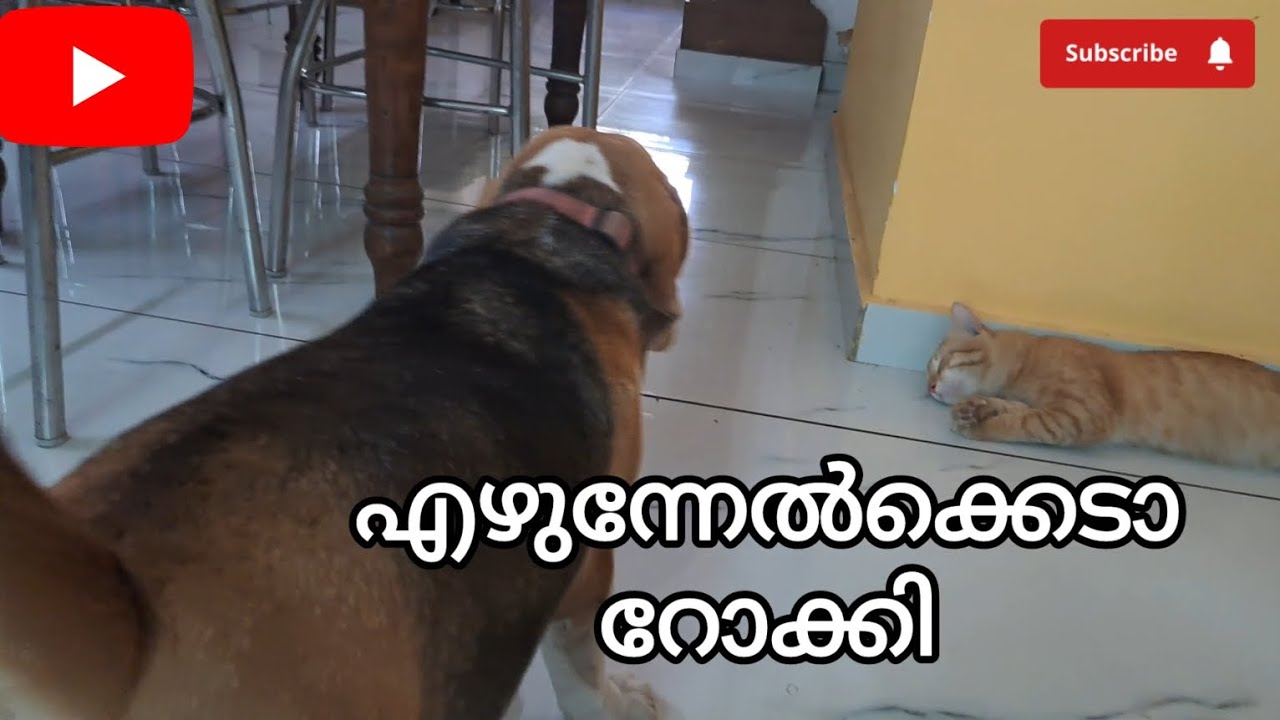 രണ്ടും എപ്പോഴും ഉറക്കമാണല്ലോ 🤣