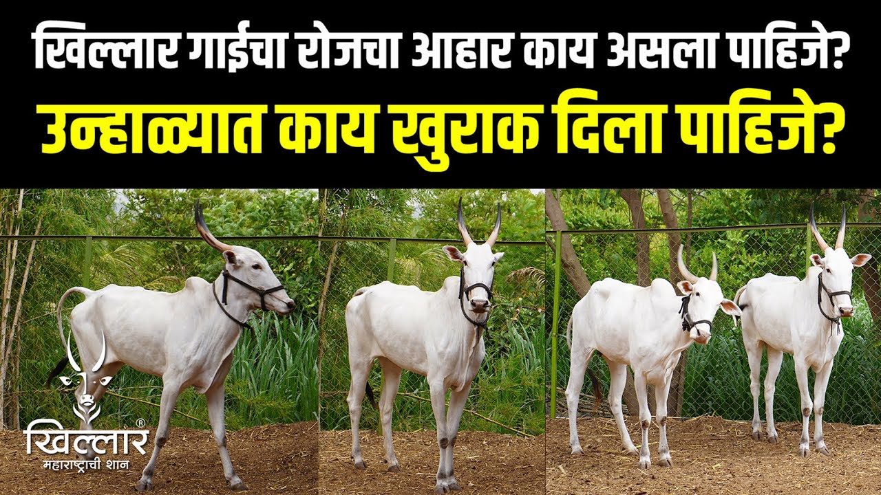 उन्हाळ्यात काय खुराक दिला पाहिजे? डॉक्टरांचा सल्ला | Khillar Maharashtrachi Shaan 2024