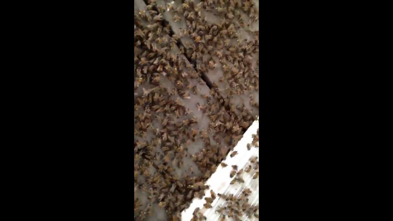 Crazy honey bees on the porch