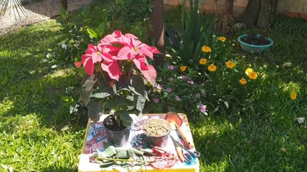 Como Fazer Mudas Da Flor Poinsétia