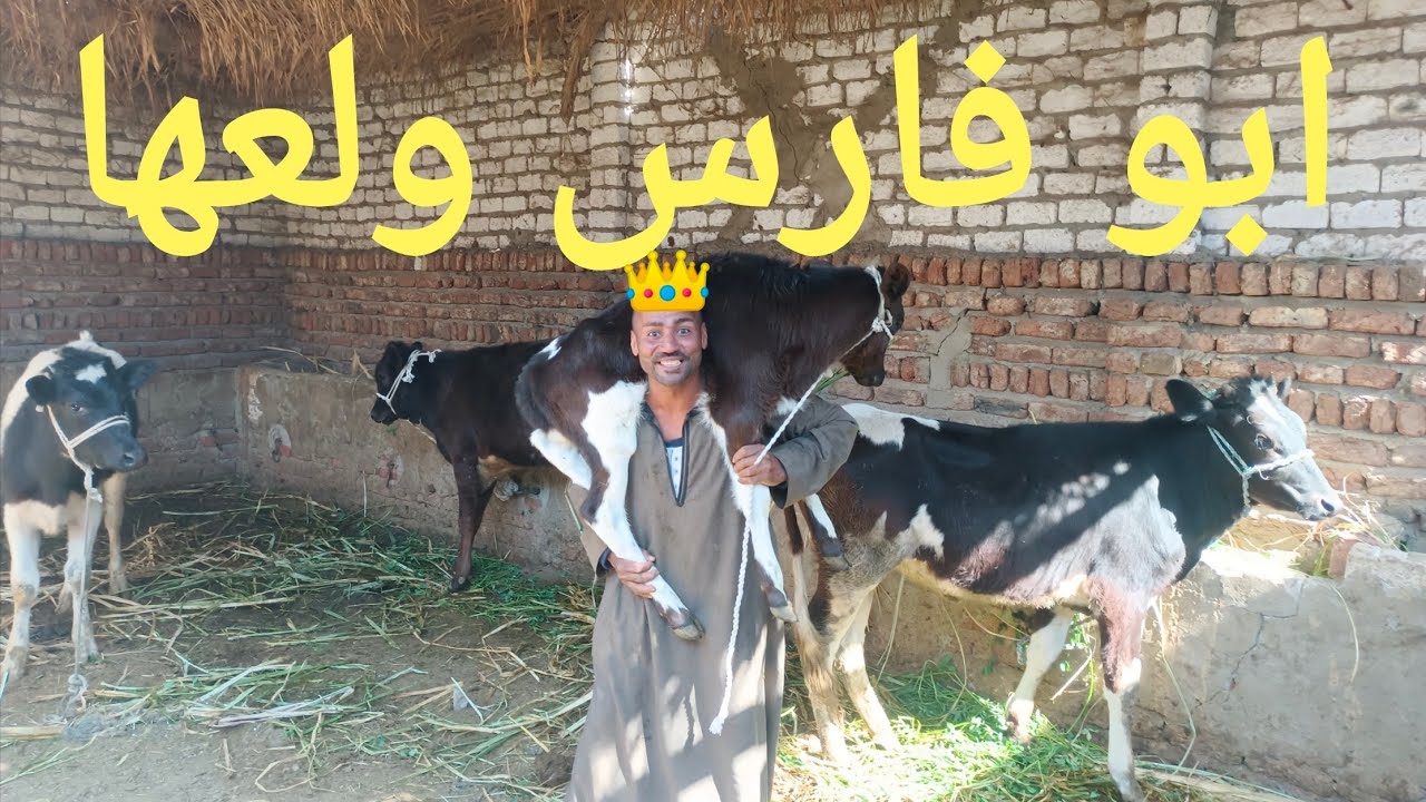 البقرة بكريه وعشر ب ٣٠ الف لو فاتك العرض دة حتزعل ١٢/ ٢/ ٢٠٢٦م