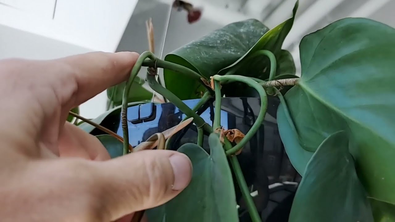 Pruning a Philodendron