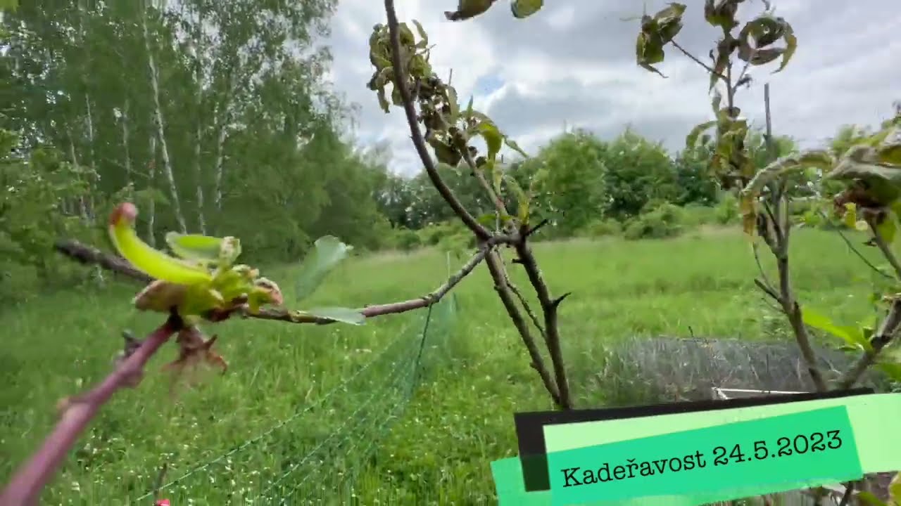 Kadeřavost broskvoně a Hnojík.cz