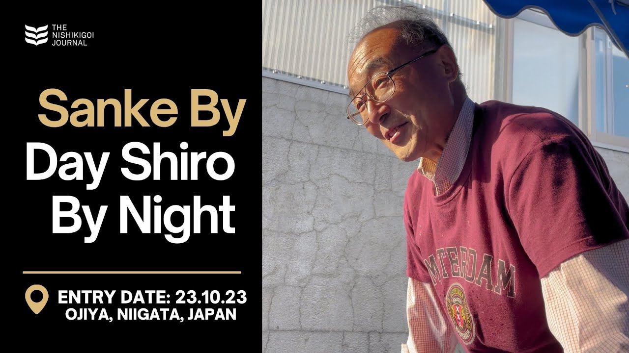 Sanke By Day Shiro By Night | The Nishikigoi Journal | EP #016