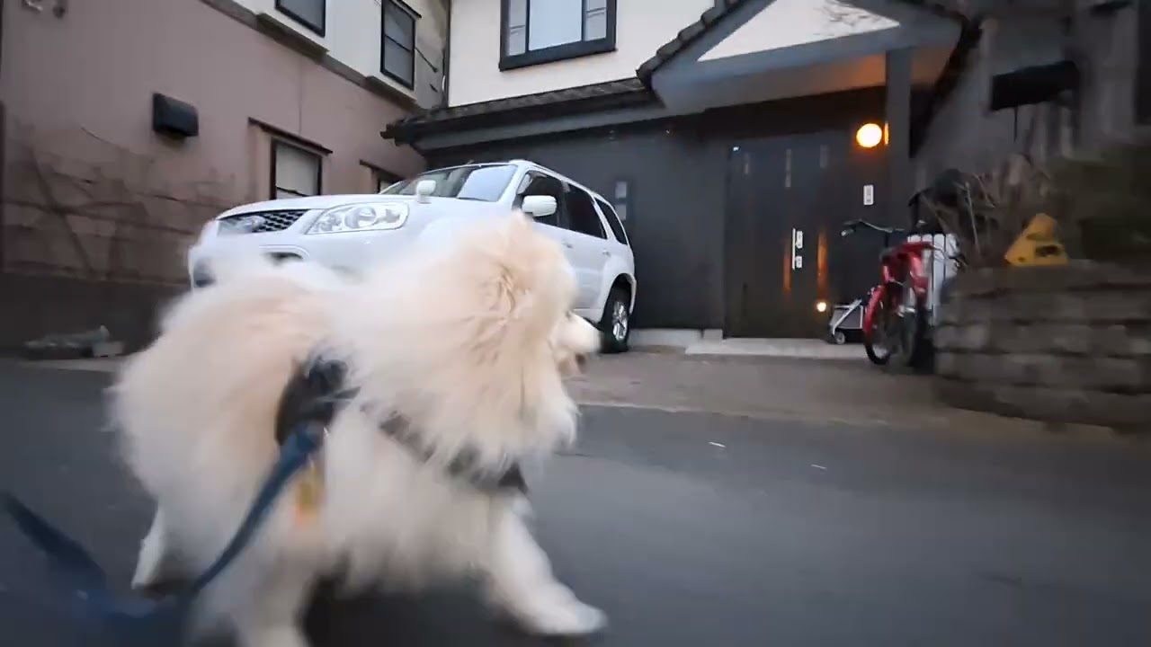 2026年3月19日木曜日　ポメラニアン？🐶　テテ！