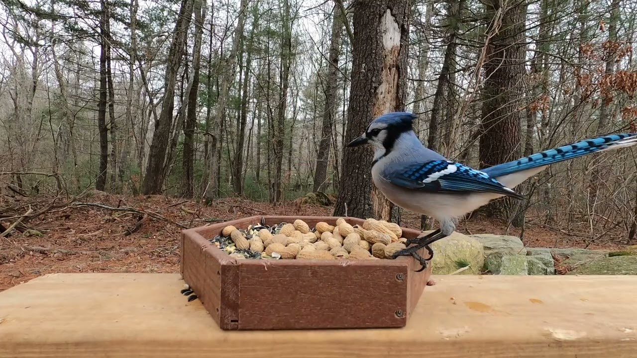 Blue Jays and Squirrels