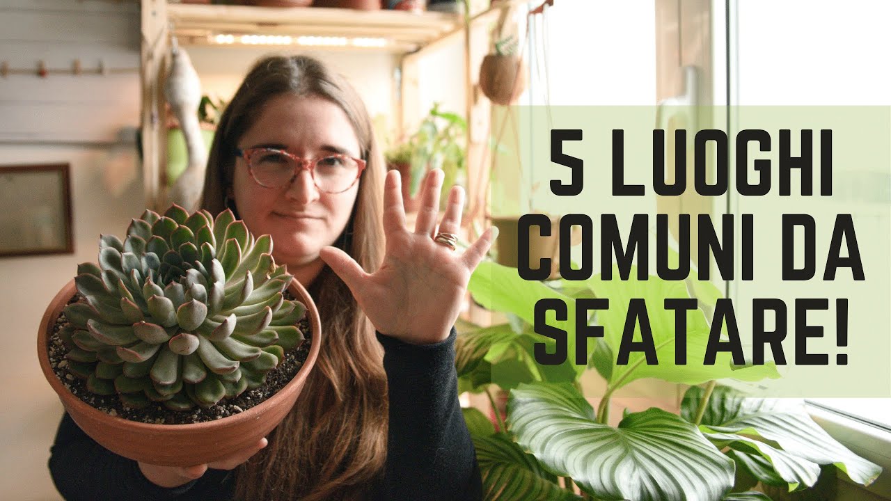 5 luoghi comuni DA SFATARE sulle Succulente (= piante grasse)!