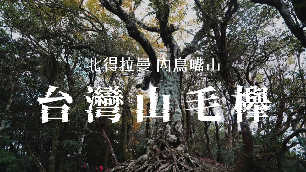 秋葉紅了 台灣山毛櫸 冰河時期的遺族 北得拉曼 內鳥嘴山 新竹頭前溪的源頭 leaves turned red in autumn , Hiking in the of Hsinchu, Taiwan