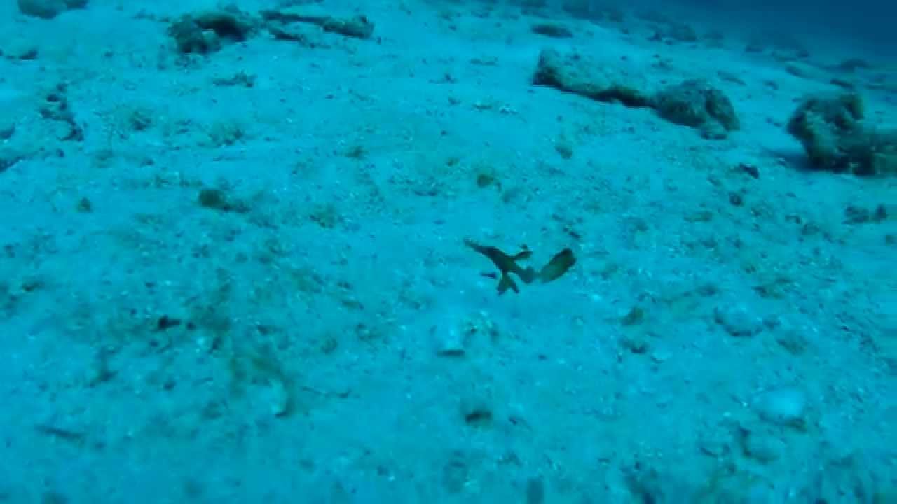 Robust Ghost Pipefish