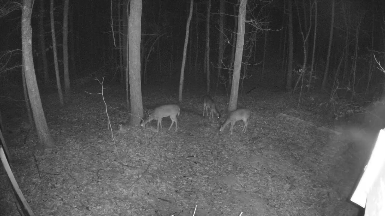 The Weather is warming up the Deer have come back