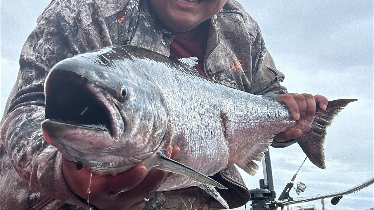 Chinook, en Puerto Montt !  Y casi se lo comió el lobo marino