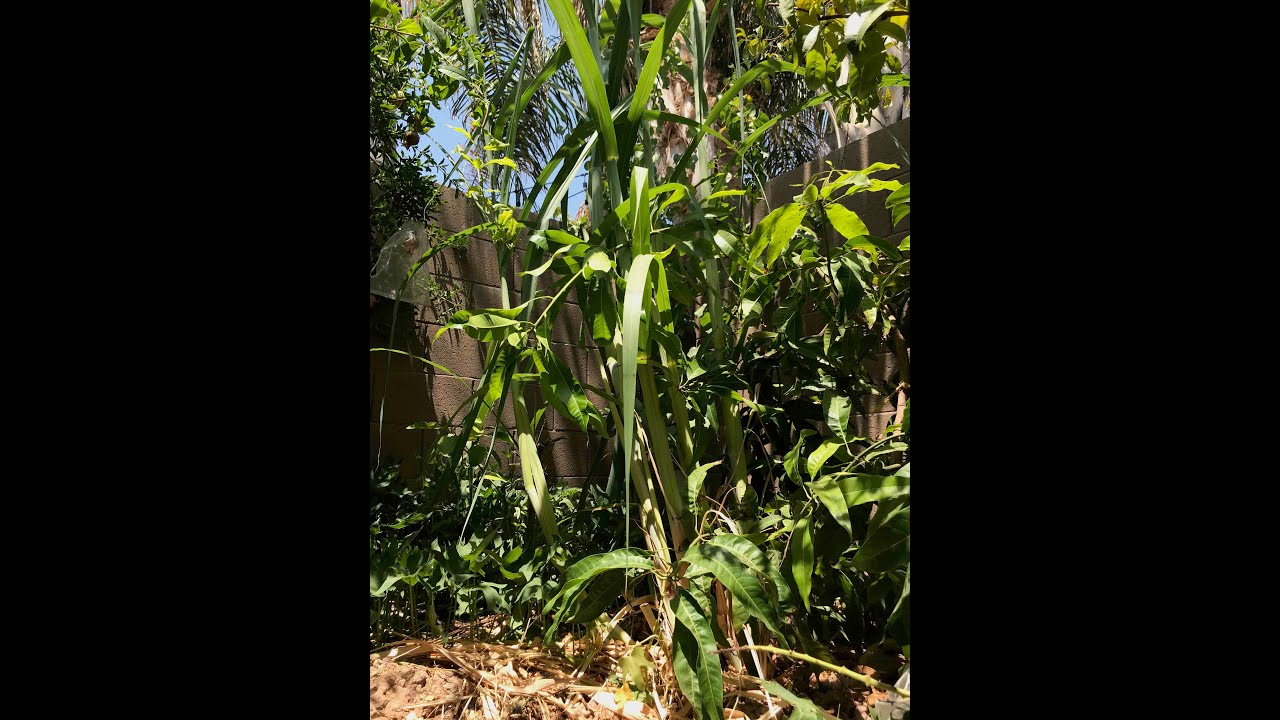 Growing Sugarcane in AZ