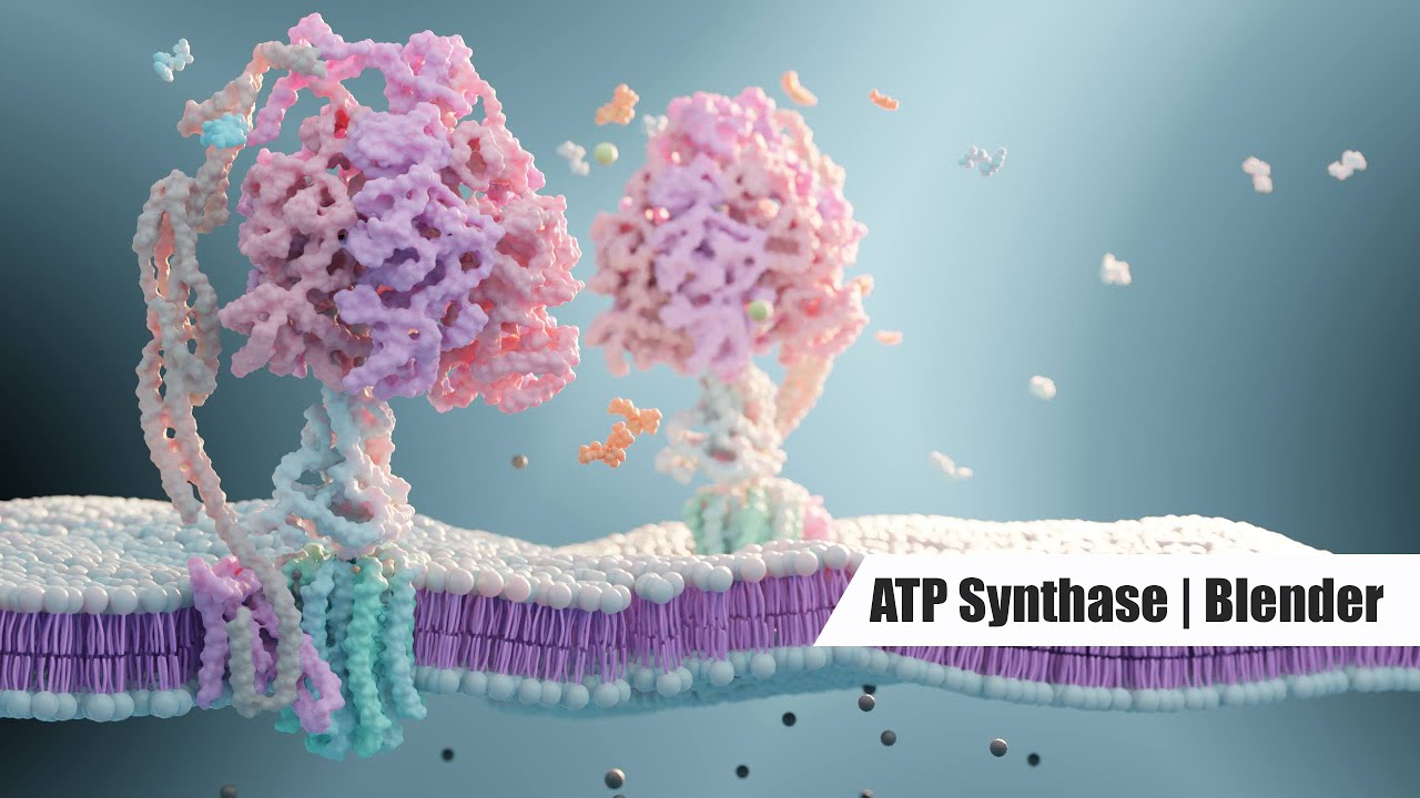 ATP Synthase Protein in Blender Tutorial