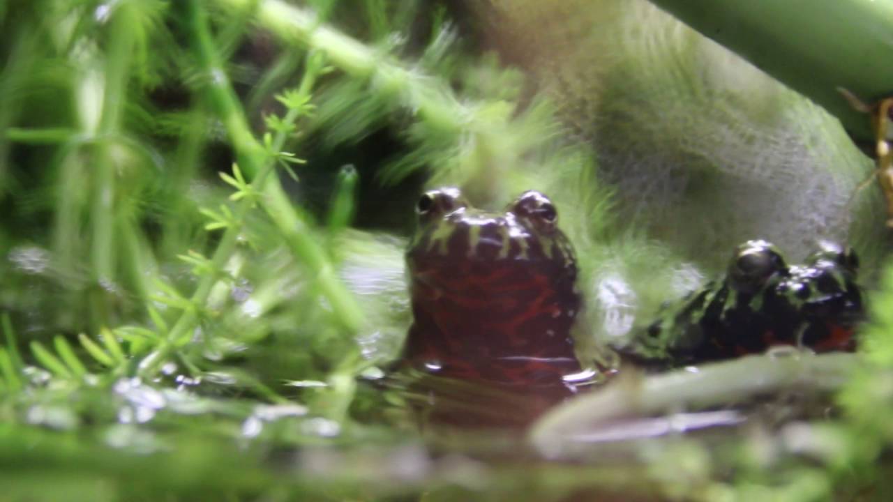 Bombina orientalis , Eindrücke aus dem Unkenarium ;)