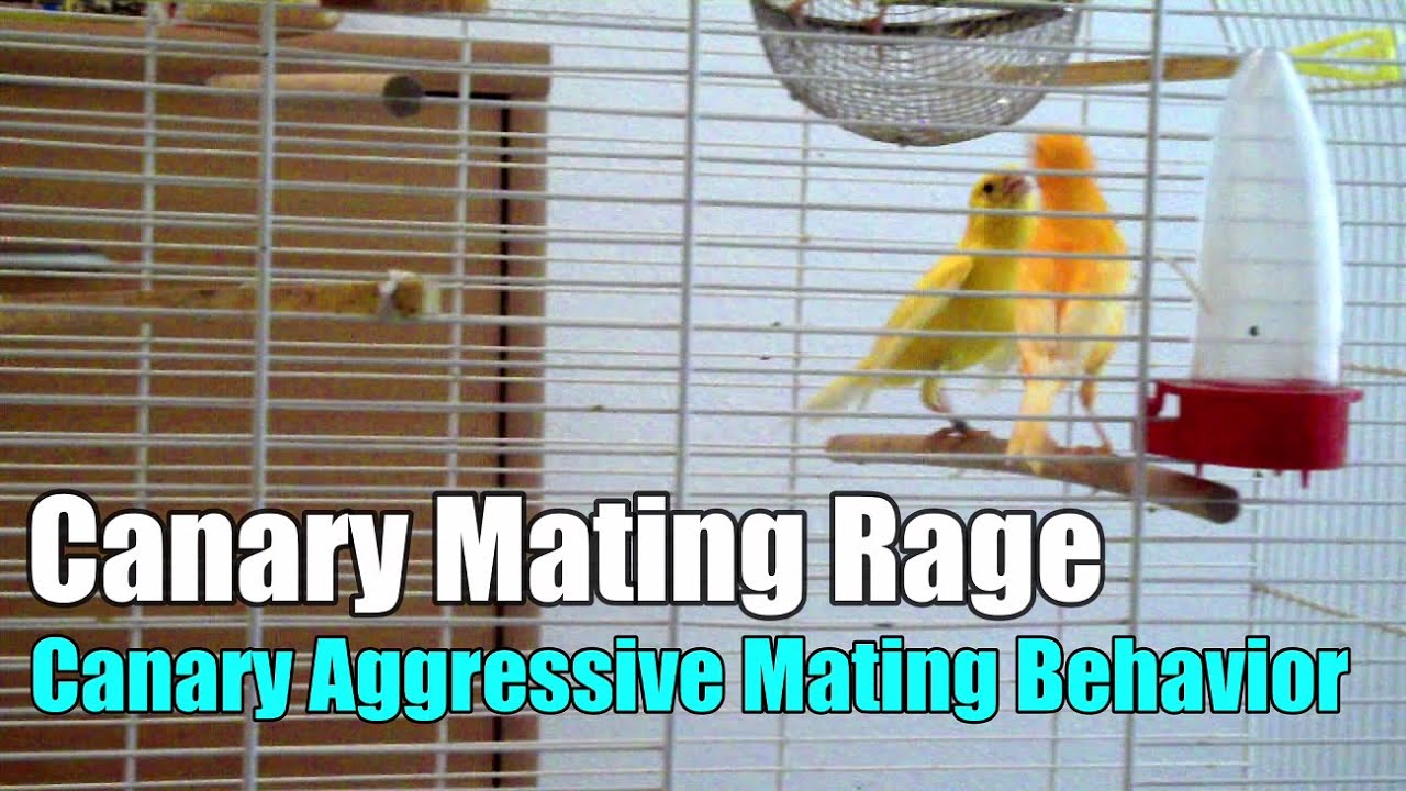 Canary Mating Mating Ritual #explore#shorts#travel#vlog#