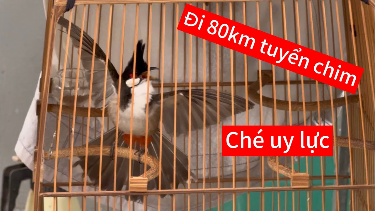 Cặp chim dân chạy cầu 4 mặt nết tự sử cực tốt, dí chim tốc độ ché uy lực 