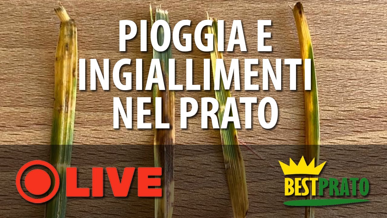 PIOGGIA E INGIALLIMENTI NEL PRATO. CAUSE E SOLUZIONI (FINE PRIMAVERA)