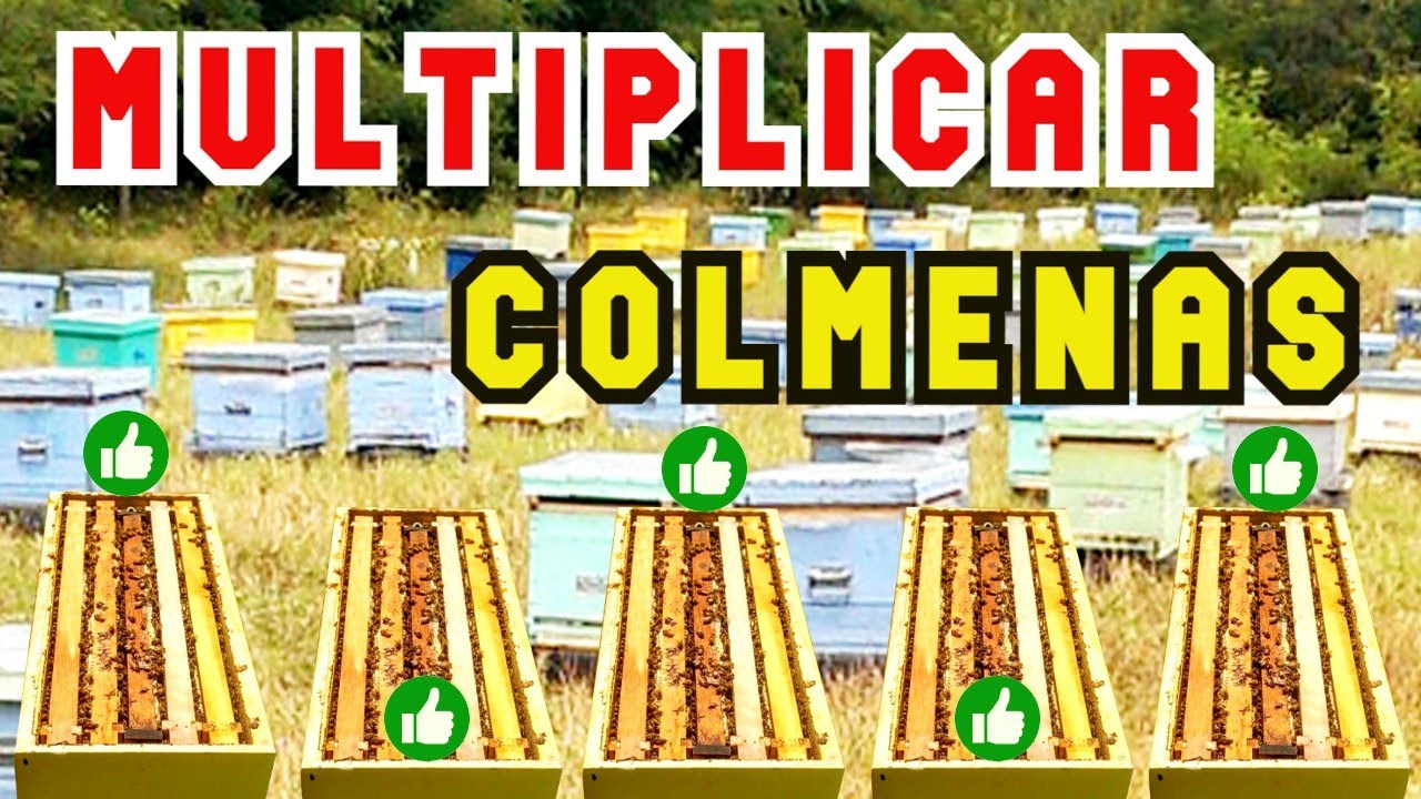 Todos USAN este MÉTODO 🔥 No Necesitas Experiencia