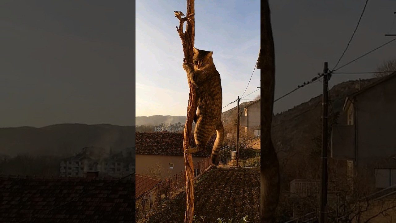 Amazing CAT climbing SKILLS #shorts #cat