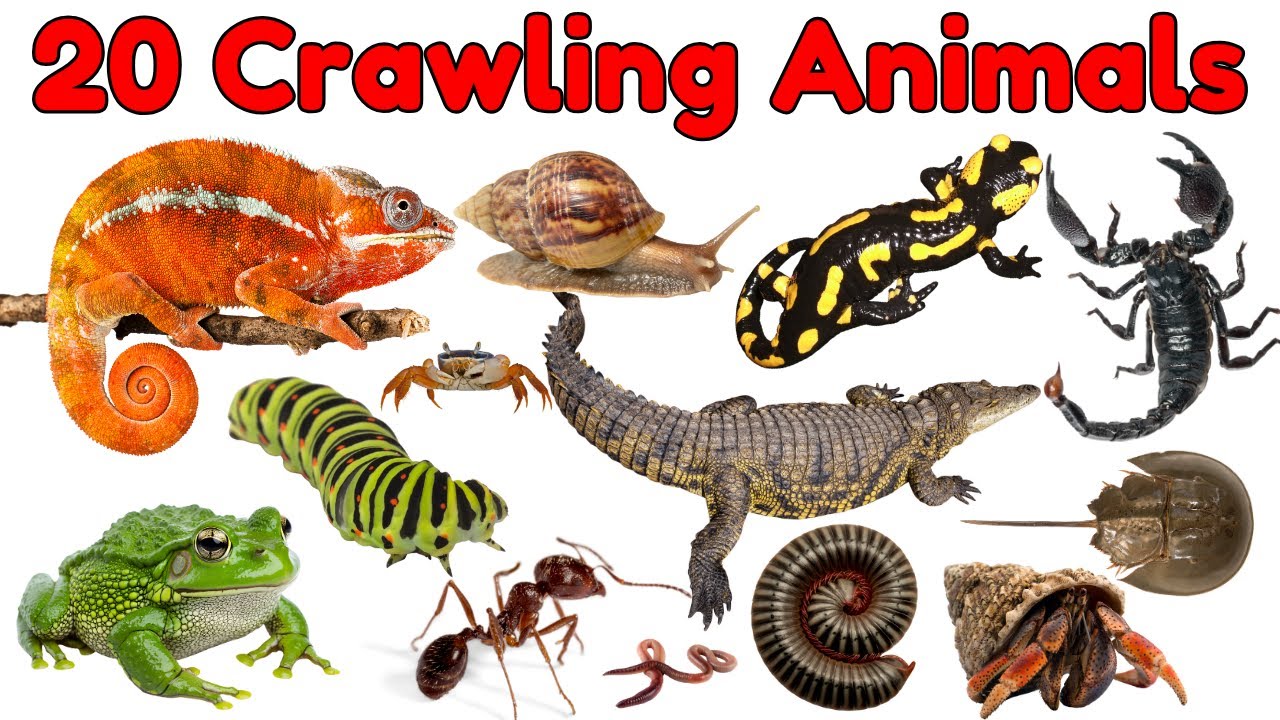 20 Crawling Animals and Insects for Children | Educational Video for Kids #animals #insects #bugs