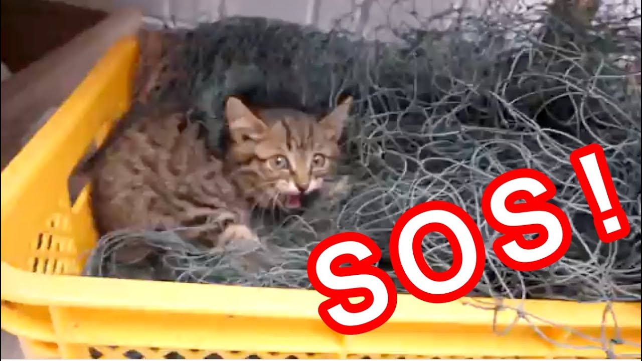 [Котёнок] Котёнок спасён после того, как запутался в сетке и не смог выбраться.