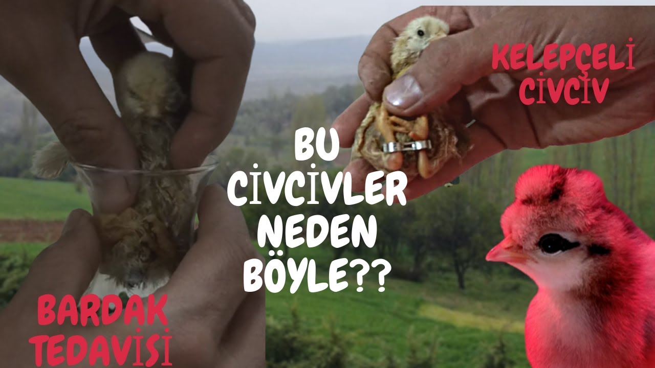 Efsane Civcivler Çıktı!Yumurtadan Sakat Çıkan Civcivler!Çarpık Bacak! Efsane Yöntem Bardak Tedavisi