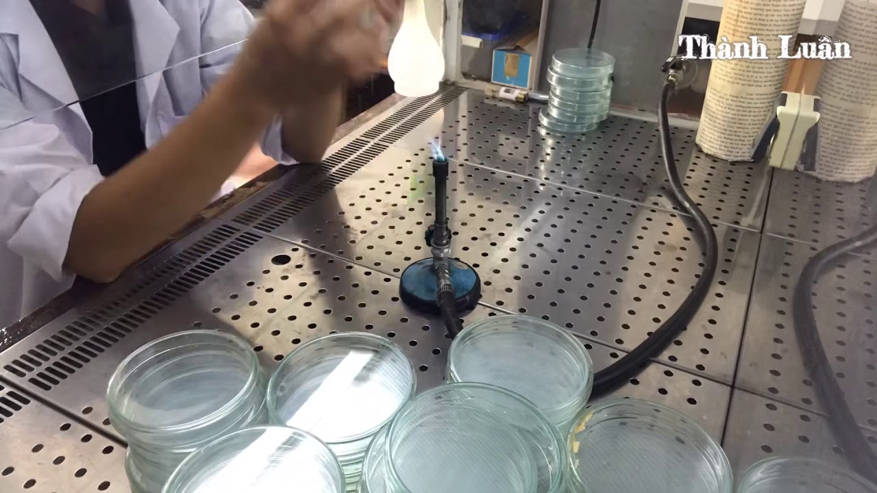 QUY TRÌNH ĐỔ MÔI TRƯỜNG TRONG TỦ CẤY VI SINH