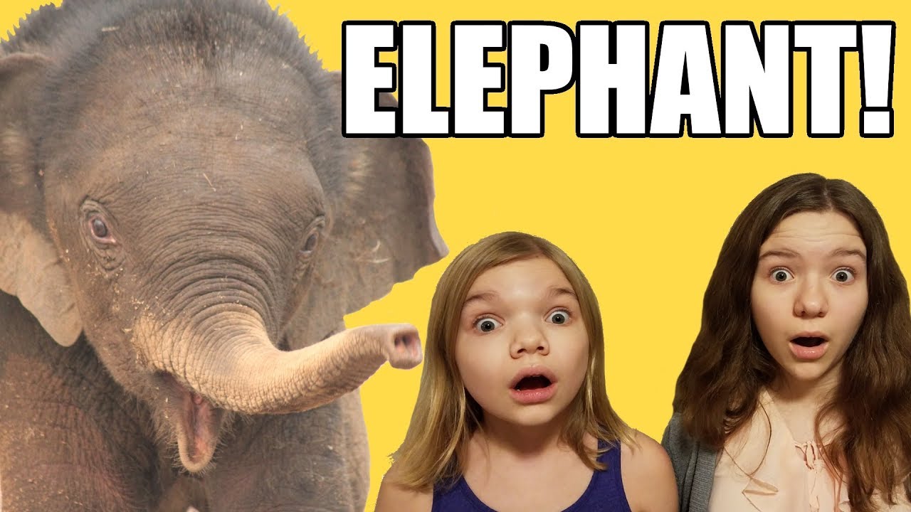 The Elephant In The Room!  Babyteeth More