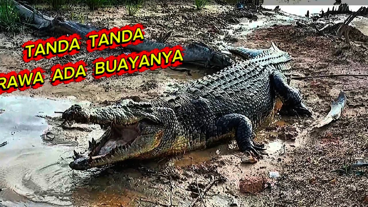 TANDA TANDA RAWA YANG ADA BUAYANYA