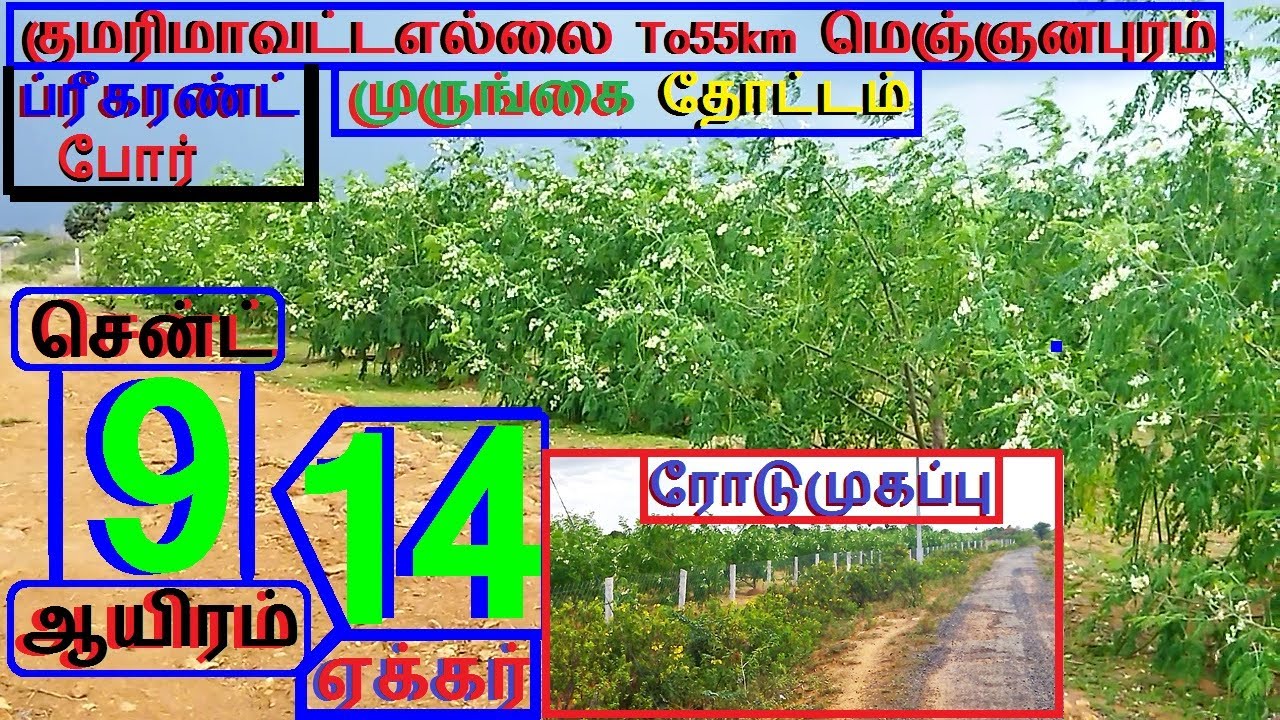 குமரிமாவட்டஎல்லை To55km மெய்ஞானபுரம் 14 ஏக்கர் முருங்கைதோட்டம்.சென்ட் 9 ஆயிரம்-979-022.10.19 #p #JJJ