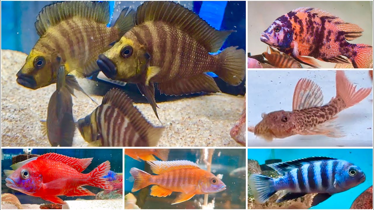 Unique Cichlid Fishes & Plecos At 9.9 India Fish Aquarium Mumbai