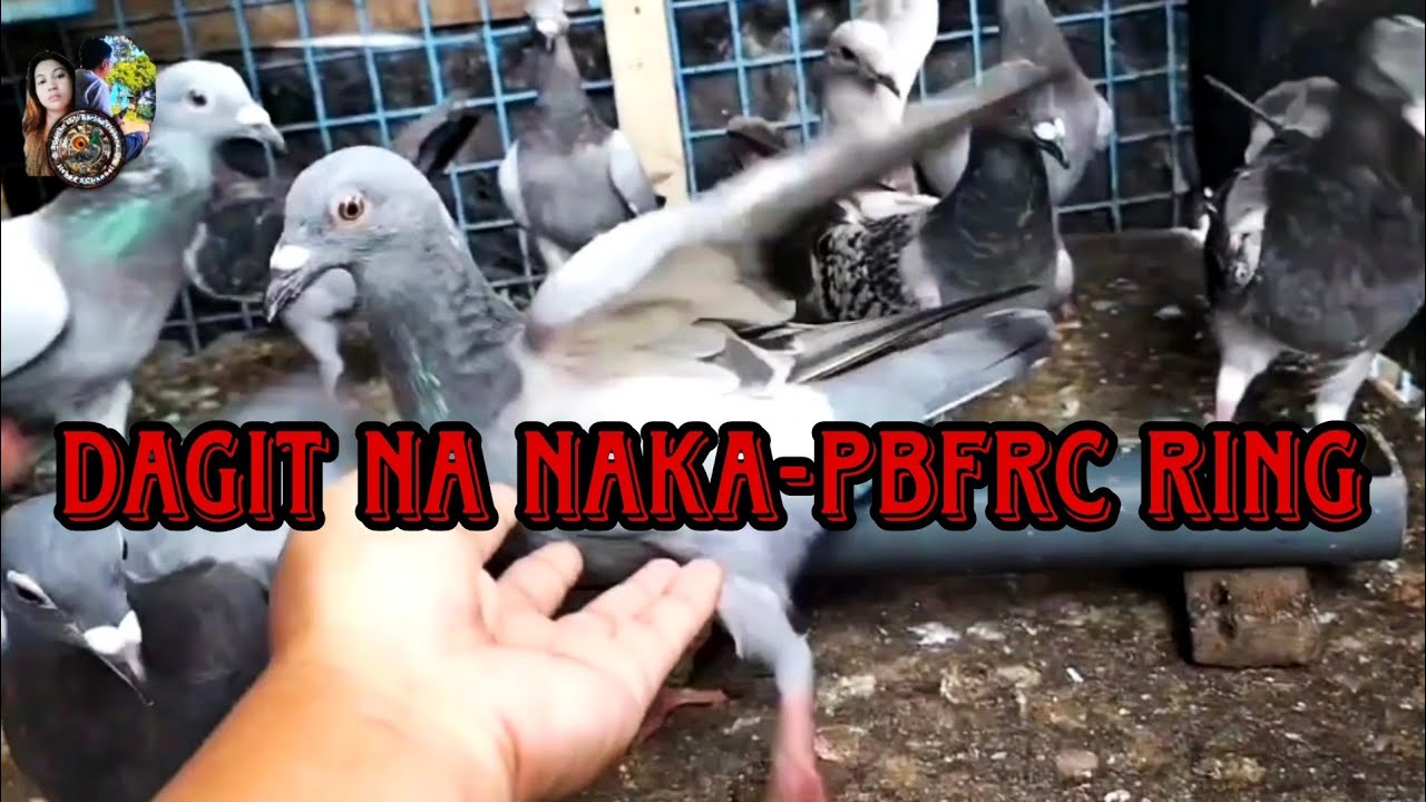 Dagit na naka-PBFRC RING