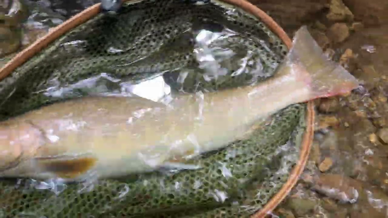 39.5㎝イワナリリース動画です。