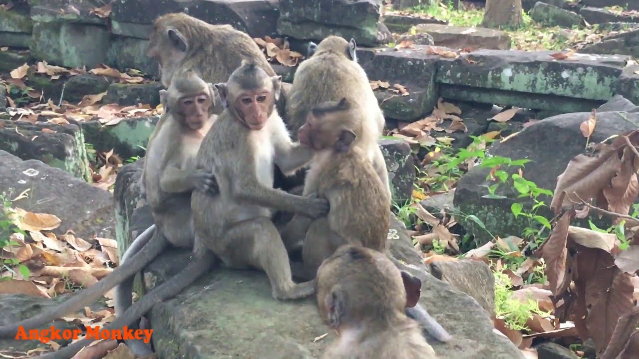 Crazy Funny Female Pigtail Does With Baby Monkey Because She Can't Control Her Feeling