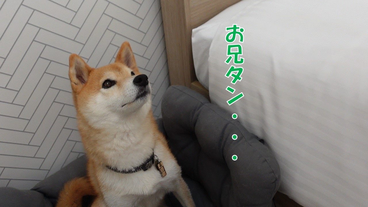 柴犬はどうしてもお兄ちゃんと寝たいようです（「ソラナ富士山中湖」に宿泊）