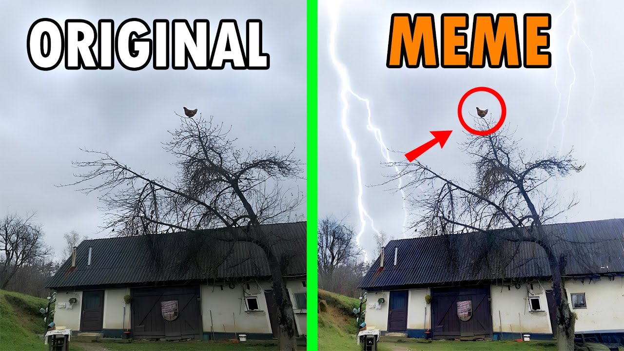 Screaming Chicken On Tree Original VS Meme / Screaming Chicken On a Tree Original