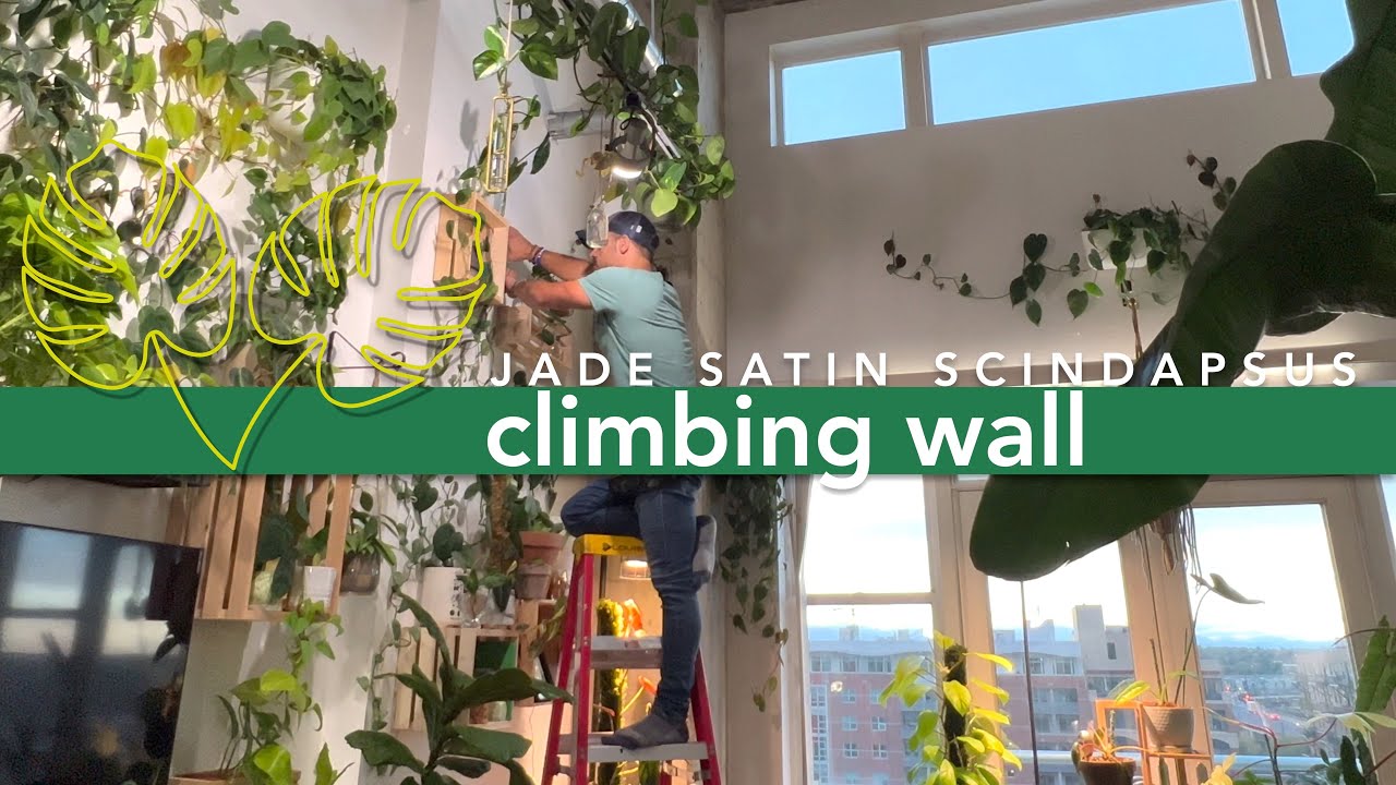🌱 How To Create a Climbing and Shingling Scindapsus Wall in Your Home 🌱